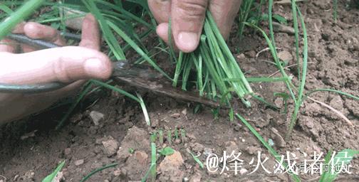 深入探索‘51朝阳吃瓜’背后的社会现象 深入探索‘51朝阳吃瓜’背后的社会现象