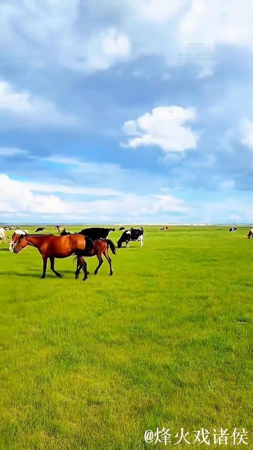 青春草原精品视频国产